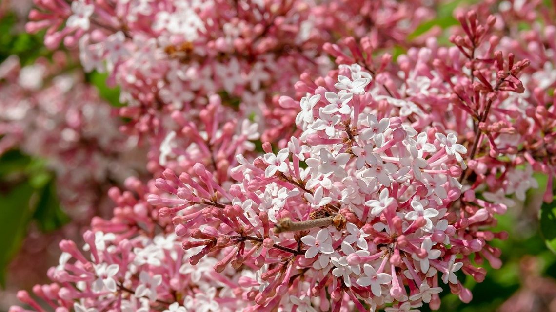 Un jardin qui sent bon: ça vous dit?