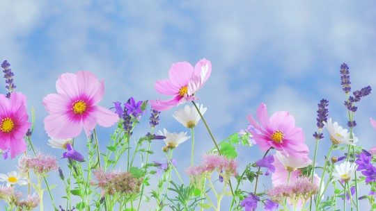 Quelques plantes que vous pouvez faire pousser chez vous