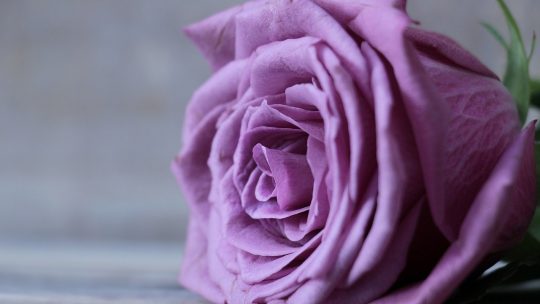 Une rose naturelle et éternelle, un paradoxe désormais possible