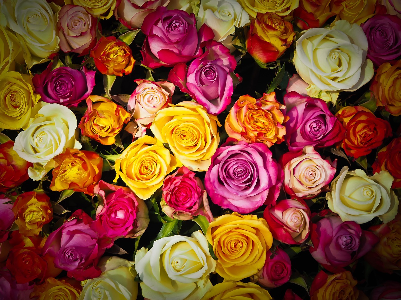 roses éternelles