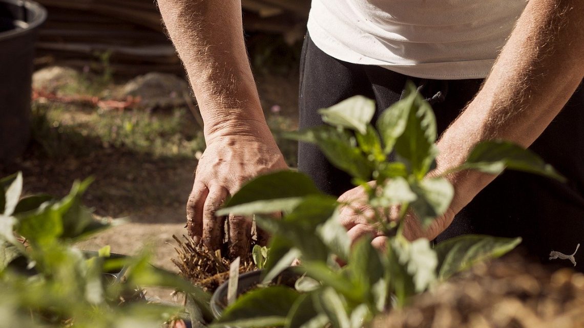 Quel est l’essentiel dans la réalisation de son premier jardin?