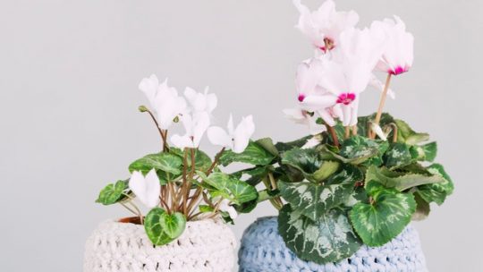 Idée de personnalisation des pots de fleurs