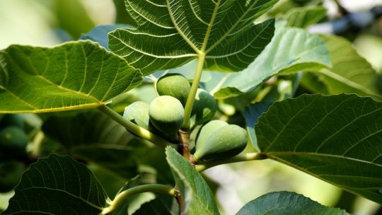 Comment savoir que les figues sont mûres ? Bienfaits des figues sèches