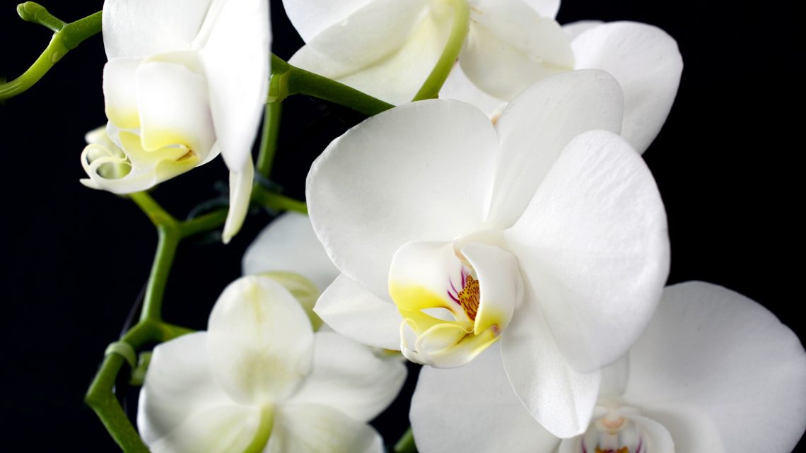 Astuces pour réussir à prendre soin de vos orchidées.