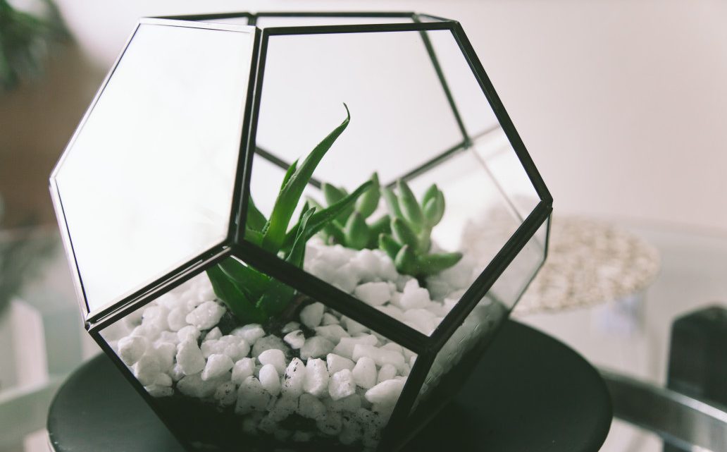Découvrir une autre manière d’apprécier la nature avec un terrarium