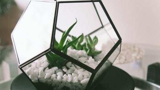 Découvrir une autre manière d’apprécier la nature avec un terrarium