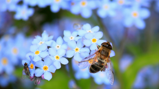 Zoom sur les differentes varietes d’insectes pollinisateurs